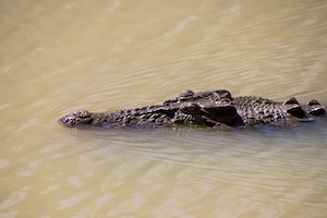 голова крокодила в воде, крокодил в воде 