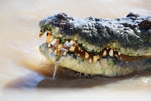 пасть крокодила 