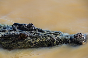 голова крокодила, вид сверху, крокодил плывет по воде 