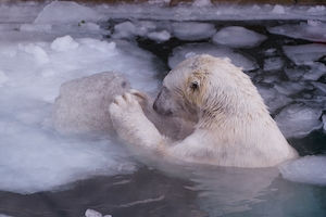 белый медведь в естественной среде обитания, снег 