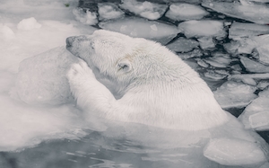 белый медведь в естественной среде обитания, снег, лед и вода