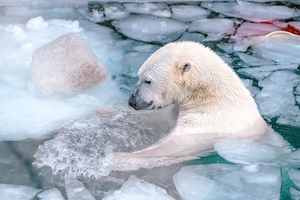 белый медведь в естественной среде обитания, снег, лед и вода
