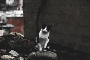 черно-белый кот на улице 