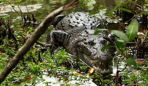 крокодил в болоте 