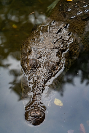 голова крокодила в воде, вид сверху 