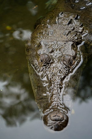 голова крокодила в воде, вид сверху 