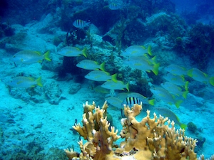 Мимо проплывает косяк рыб с огненным кораллом на переднем плане, разноцветные кораллы под водой, красочный коралловый риф 