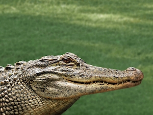 голова крокодила на фоне зеленой травы 