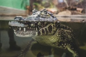 крокодил в воде, фото сквозь стекло аквариума 