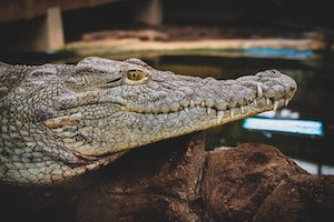 крупный план головы крокодила 