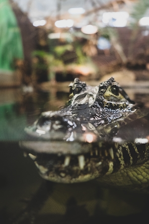Крокодил плавает в воде, крупный план 
