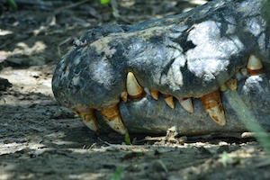 Старый крокодил, лежащий на берегах Виктория-Нила.