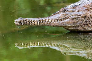 Пресноводный крокодил отражается в воде.