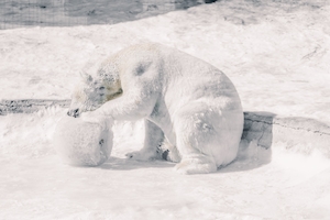 белый медведь в естественной среде обитания, снег 
