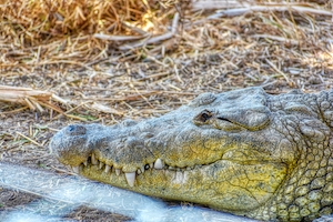 голова крокодила, крупный план 