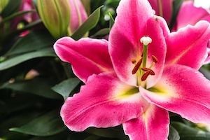 Красивый цветок розовой лилии, высококачественное детализированное изображение
