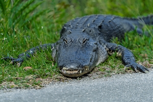 крокодил лежит на траве, крупный план 