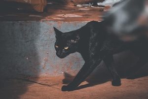 Черная кошка, крупный план 