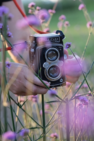 Поле пурпурных цветов, старый фотоаппарат 
