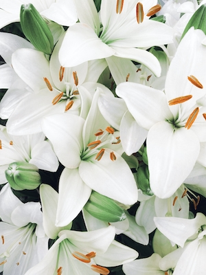 белые лилии, крупный план 