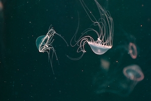 цветные медузы с щупальцами в океане, крупный план 