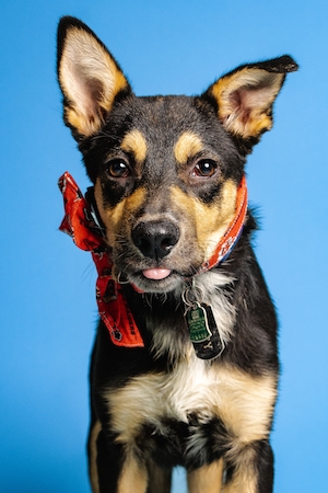 студийная фотография собаки с цветным воротником на цветном фоне