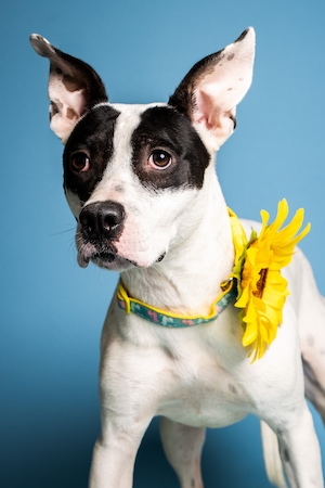 студийная фотография собаки с цветным воротником на цветном фоне