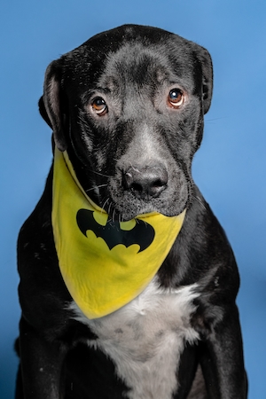 студийная фотография собаки с воротником "Бэтмэн" на цветном фоне