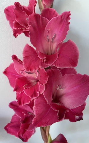 Цветы розового гладиолуса на белом фоне, крупный план 