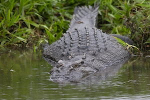 Дикий крокодил в естественной среде обитания 