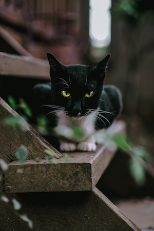 черно-белый кот на улице 