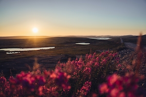 Дорога в Териберку, Мурманская область, Россия, цветы и закат 