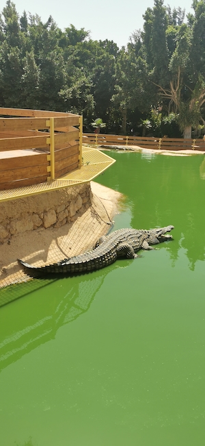 Крокодил. в зеленой воде 