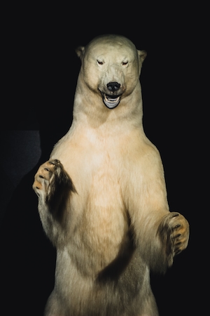Белый медведь, экспонат хранящийся в музее
