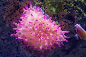 Анемон с розовым пузырьковым наконечником в аквариуме в Кэрнсе, Австралия, Коралловый риф, разноцветные кораллы под водой, цветные рыбы 