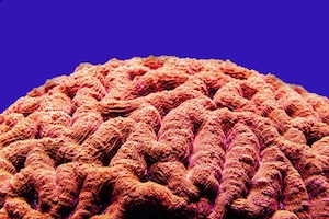 Мозговой коралл персикового/оранжевого цвета в аквариуме Кэрнса