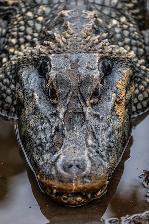 голова крокодила в воде, вид сверху, крупный план 
