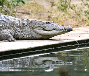 крокодил у воды 