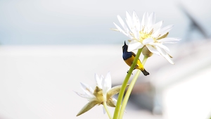 Самец синегрудой солнечной птицы, отдыхающий на белоснежных цветах 