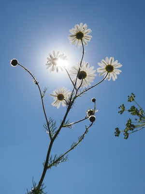 ромашка тянется к солнцу, цветы ромашки на фоне голубого неба и солнца 