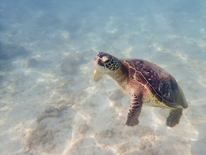 черепаха плавает под водой 