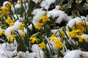 Группа маленьких желтых нарциссов на тающем весеннем снегу