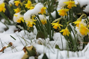 Группа маленьких желтых нарциссов на тающем весеннем снегу