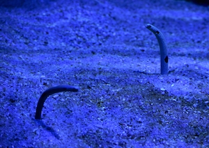 подводные змеи в песке 